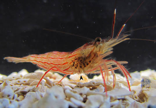 Peppermint Shrimp