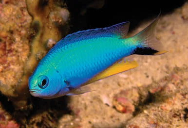 Allen's damsel