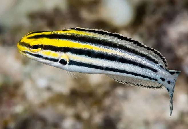 Grammistes Blenny