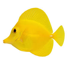 Exotic - Original Hawaiian Wild Yellow Tang