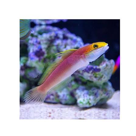 Exotic - Bella Rose Goby