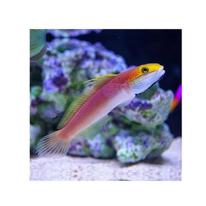 Exotic - Bella Rose Goby