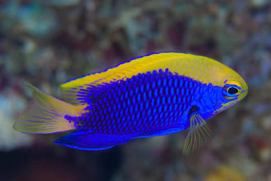 Exotic - Starck's Damsel
