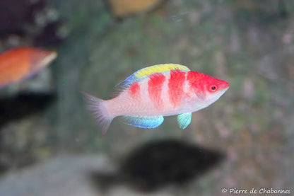 Yellow-Fin Fairy Wrasse (Rare)