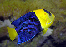 Bicolor Angelfish