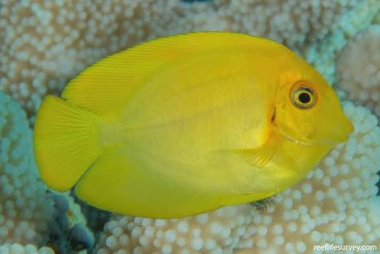 Yellow Surgeonfish