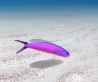 Purple Tilefish (Rare)
