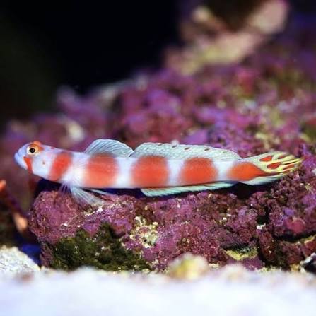 Pinkbar Goby