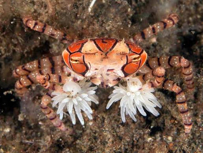 Pom - Pom Crab with Anemone