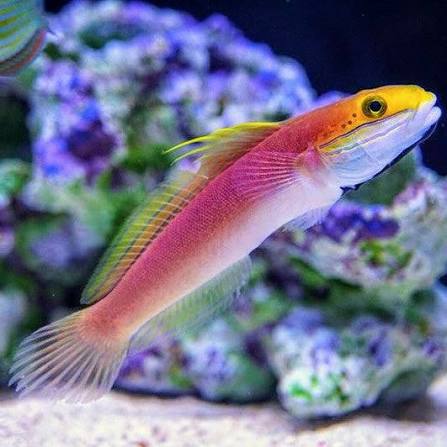 Exotic - Bella Rose Goby