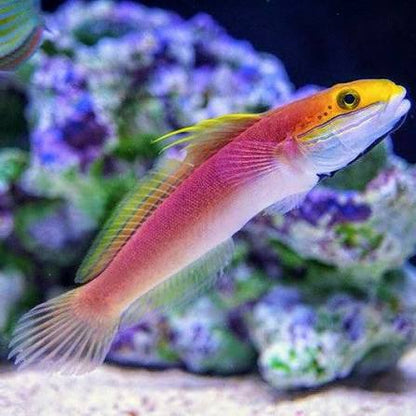 Exotic - Bella Rose Goby