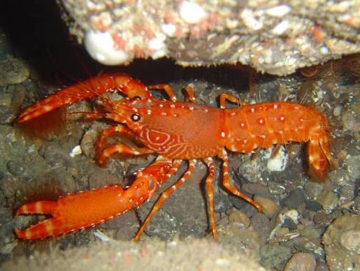 Hawaiian Red Hairy Reef Lobster