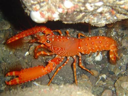 Hawaiian Red Hairy Reef Lobster