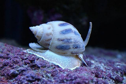 Nassarius sea snail - Best Sand Cleaner (Cleaner Crew)