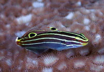 Hector's goby