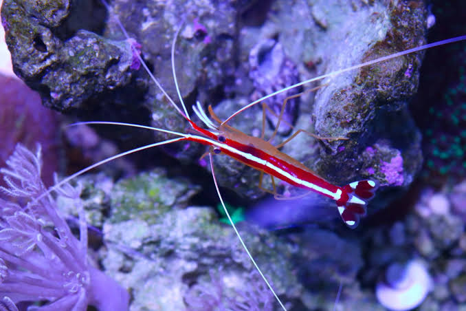 Cleaner shrimp / Scarlet Skunk Cleaner Shrimp