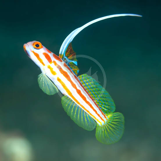 Yasha goby