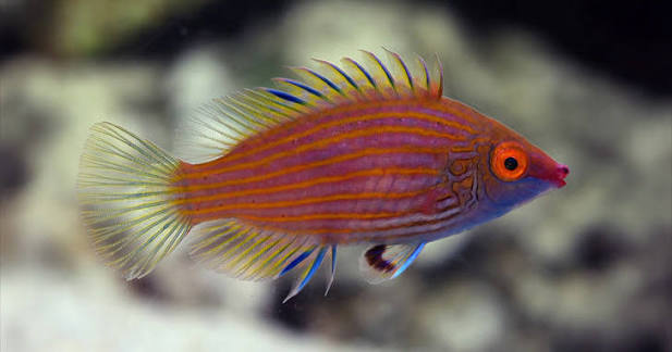 Pink Streaked Pygmy Wrasse (Reef Safe)