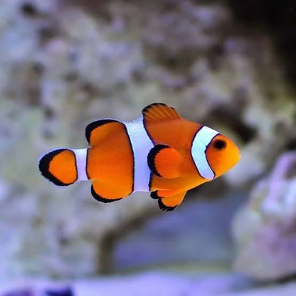 Ocillaris Clownfish