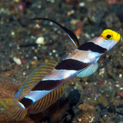 Yellow-nose Goby