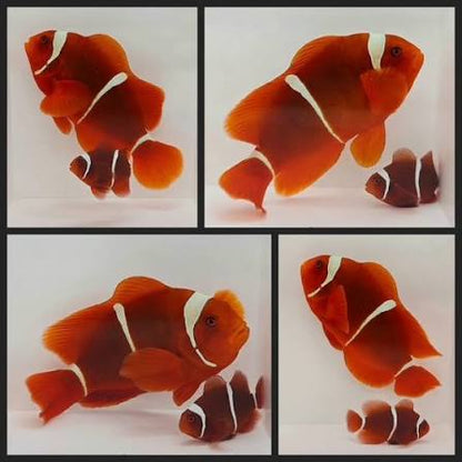 Maroon Clownfish - Pair