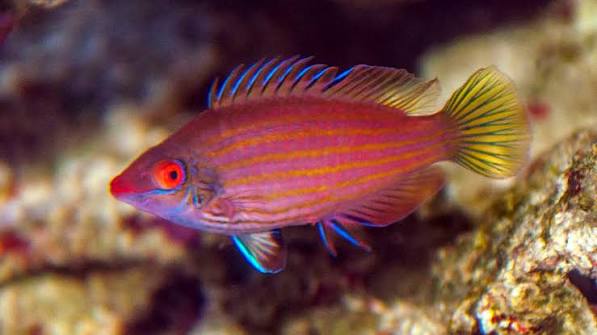 Pink Streaked Pygmy Wrasse (Reef Safe)