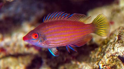 Pink Streaked Pygmy Wrasse (Reef Safe)