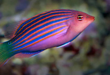 Six Stripe Wrasse