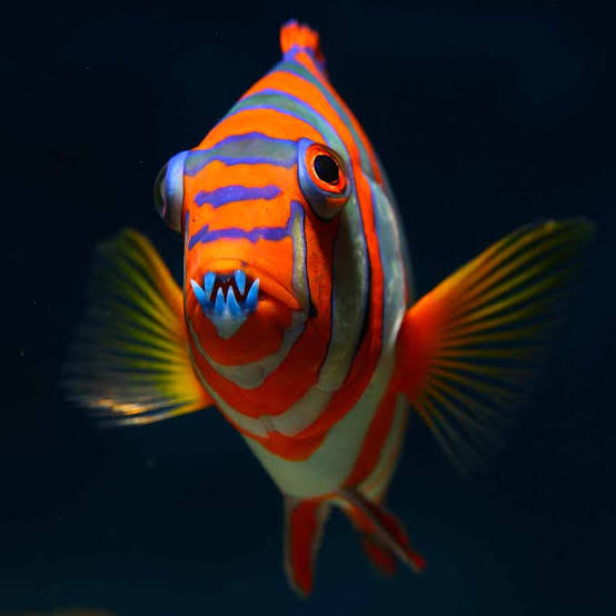 Exotic - Harlequin Tuskfish