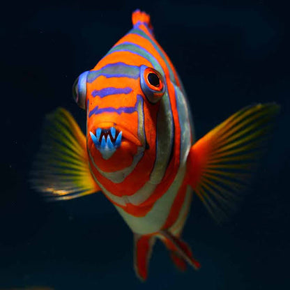 Exotic - Harlequin Tuskfish