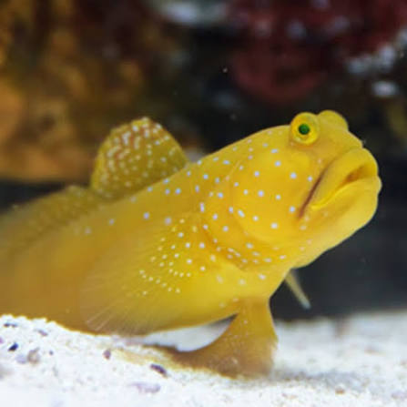 Yellow Prawn Goby / Yellow Watchman Goby