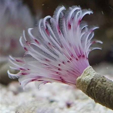 Feather Duster - Exotic Pink