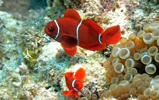 Maroon Clownfish - Pair