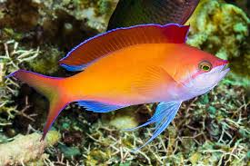 Disper Anthias Male