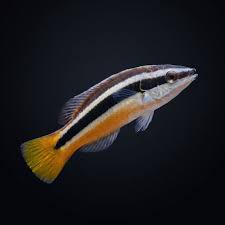 Yellow-Tailed Cleaner Wrasse