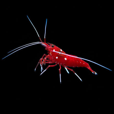 Blood Red Fire Shrimp
