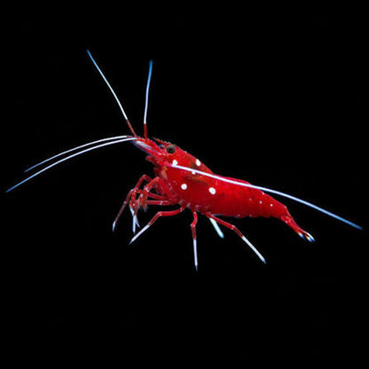 Blood Red Fire Shrimp