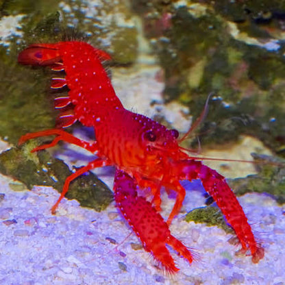 Hawaiian Red Hairy Reef Lobster