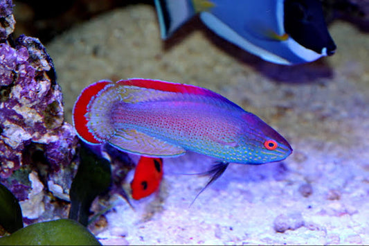 Red Margin Fairy Wrasse