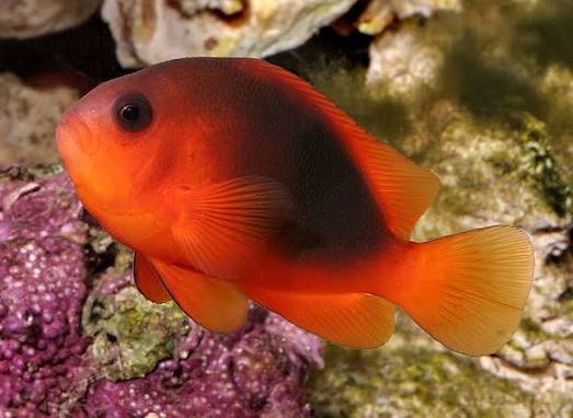 Fire Clown Fish