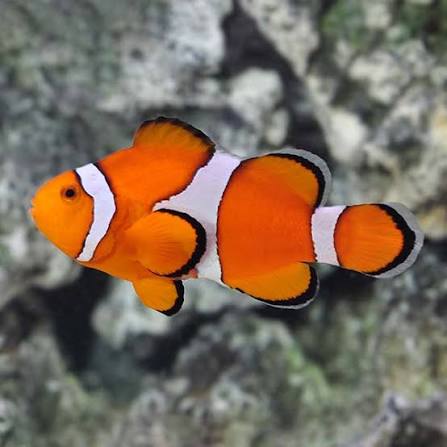 Wild Orange Ocellaris Clownfish (Nemo)