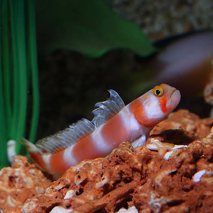 Pinkbar Goby