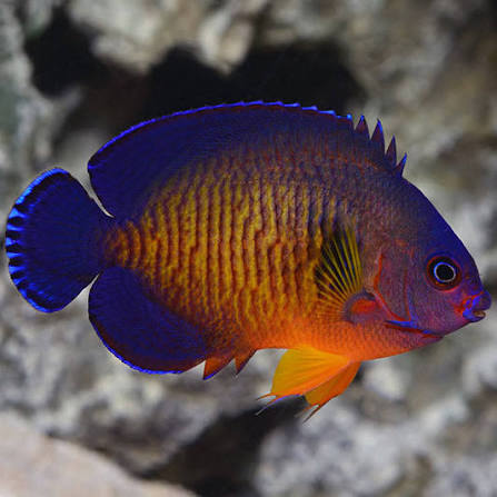 Exotic - Super Purple Coral Beauty Angelfish