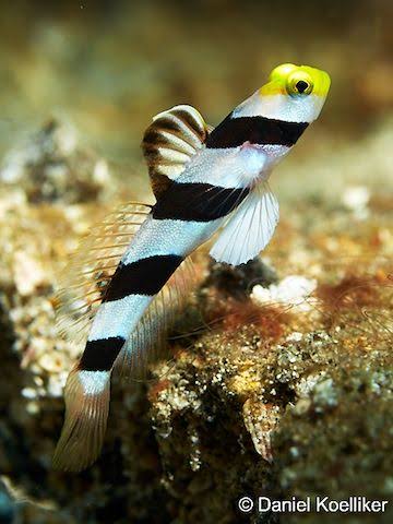 Yellow-nose Goby