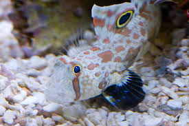 Two spot goby (Rare)