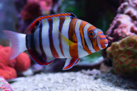 Exotic - Harlequin Tuskfish