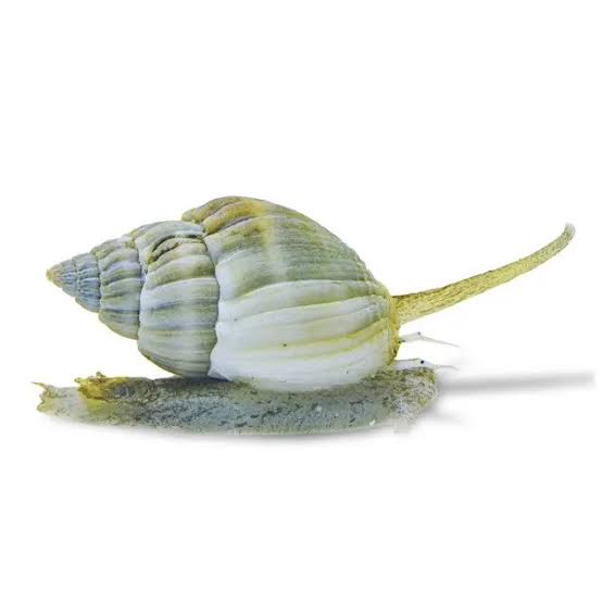 Nassarius sea snail - Best Sand Cleaner (Cleaner Crew)