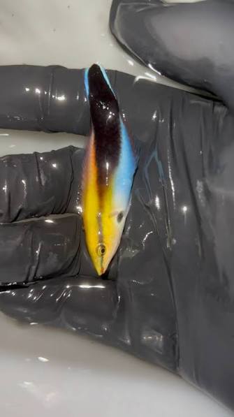 False Bluestreak Wrasse