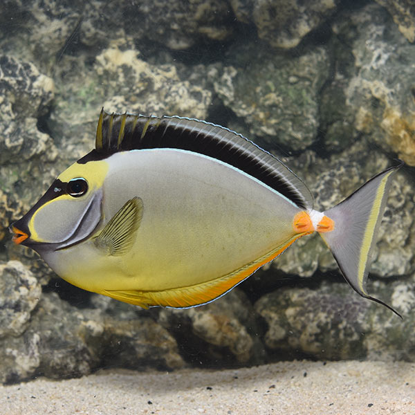 Yellow Lipstick Naso Tang