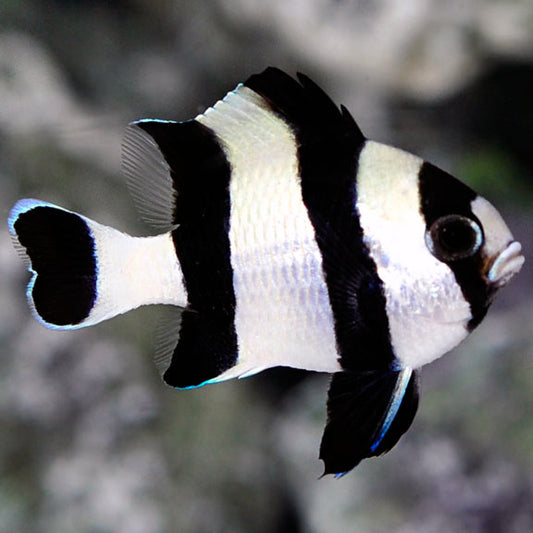 Indonesian Four stripe damselfish